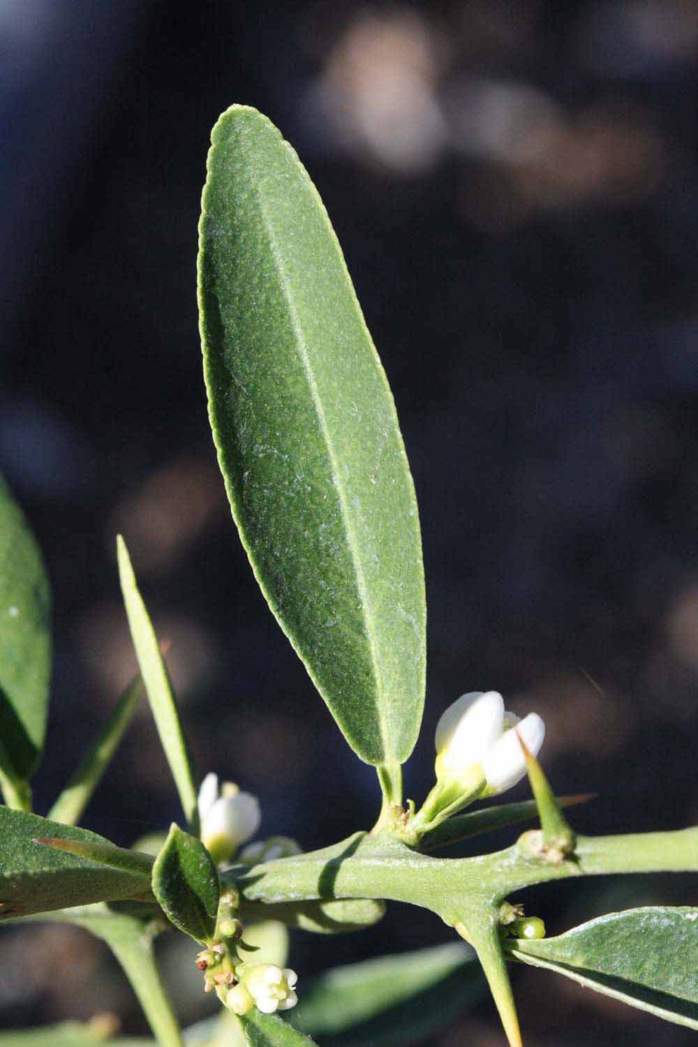              Unifoliolate leaf (Riverside, CA)       